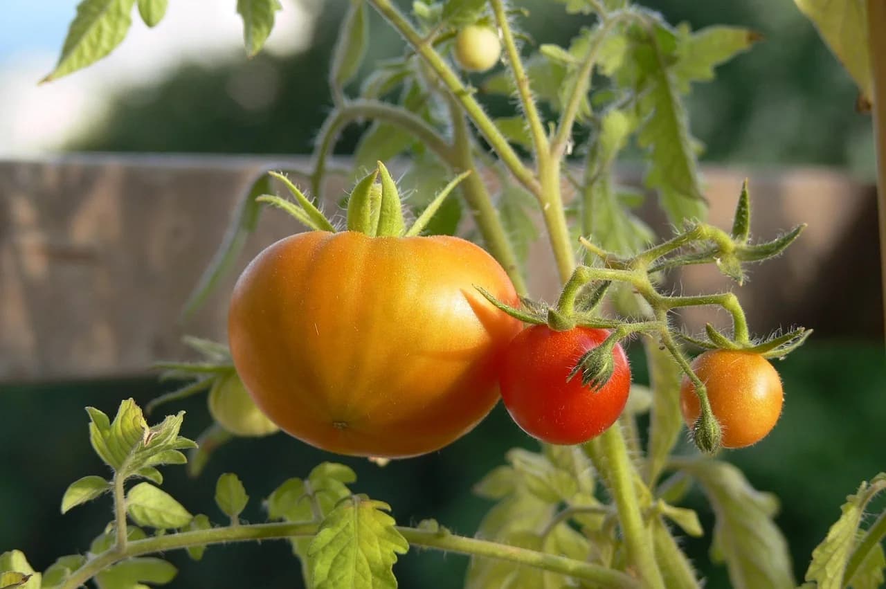 Heirloom tomato fruits ripening on the vine with green leaves in the background