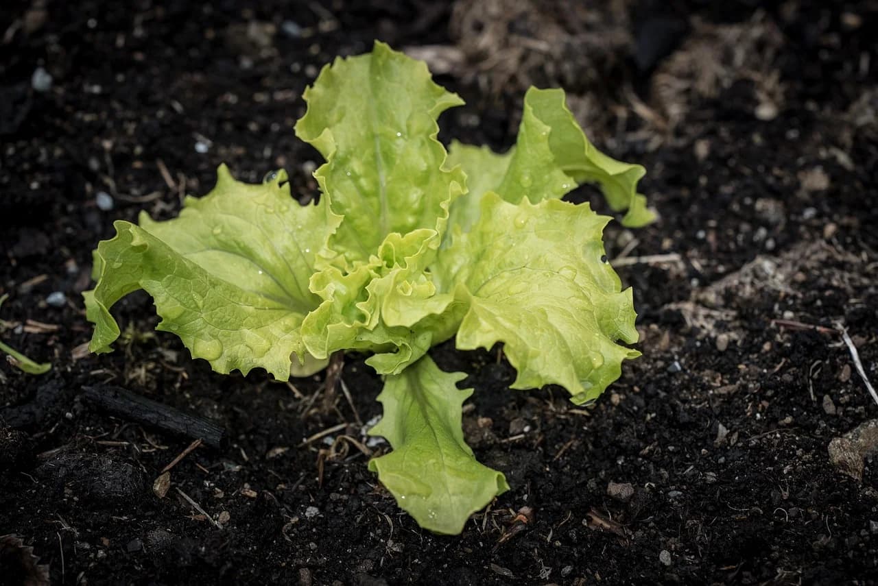 Oakleaf Lettuce plant with frilly lobed light green leaves growing in dark garden soil