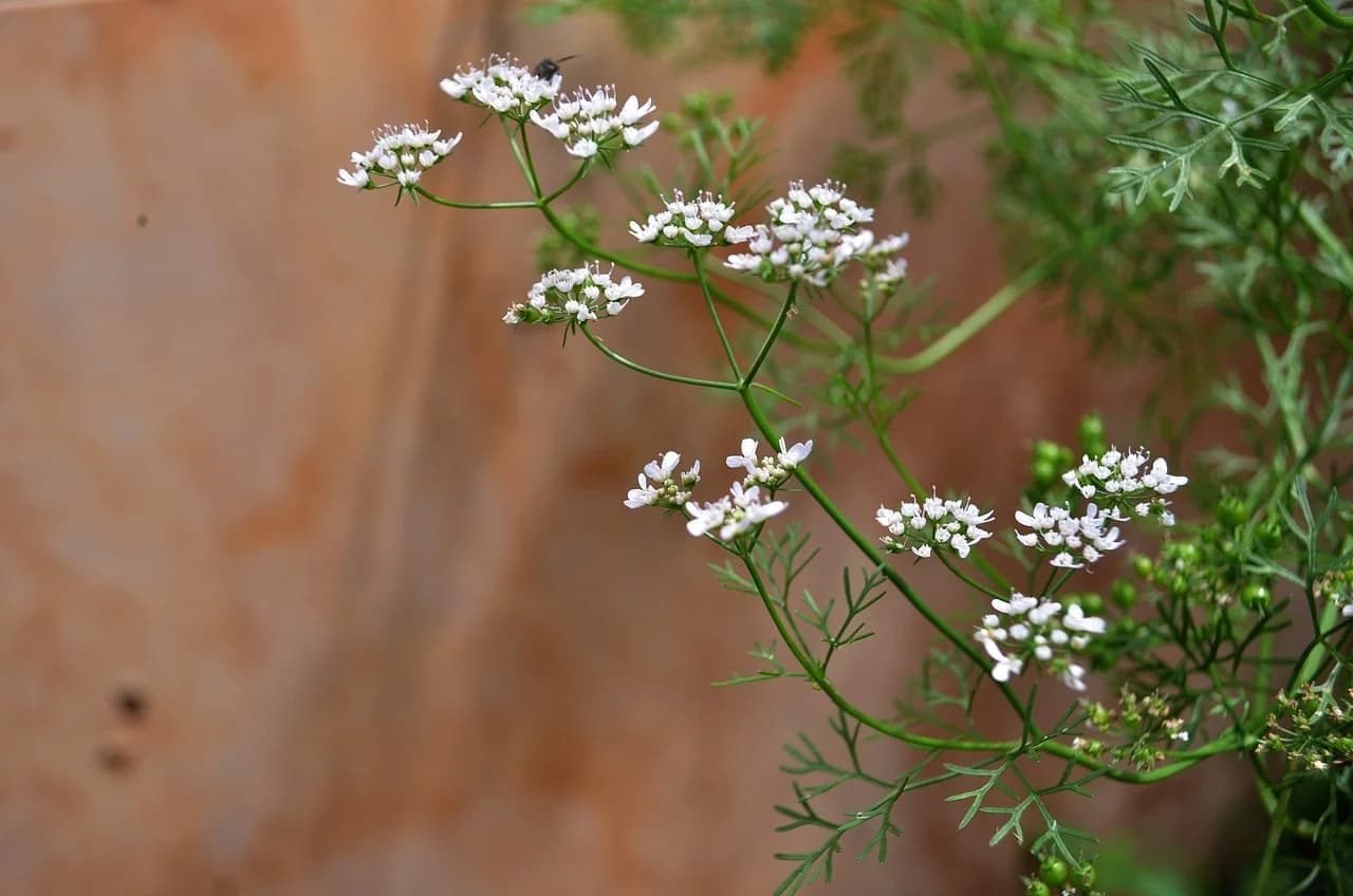 Cilantro stems with small white flower umbels and fine feathery leaves against a reddish wall