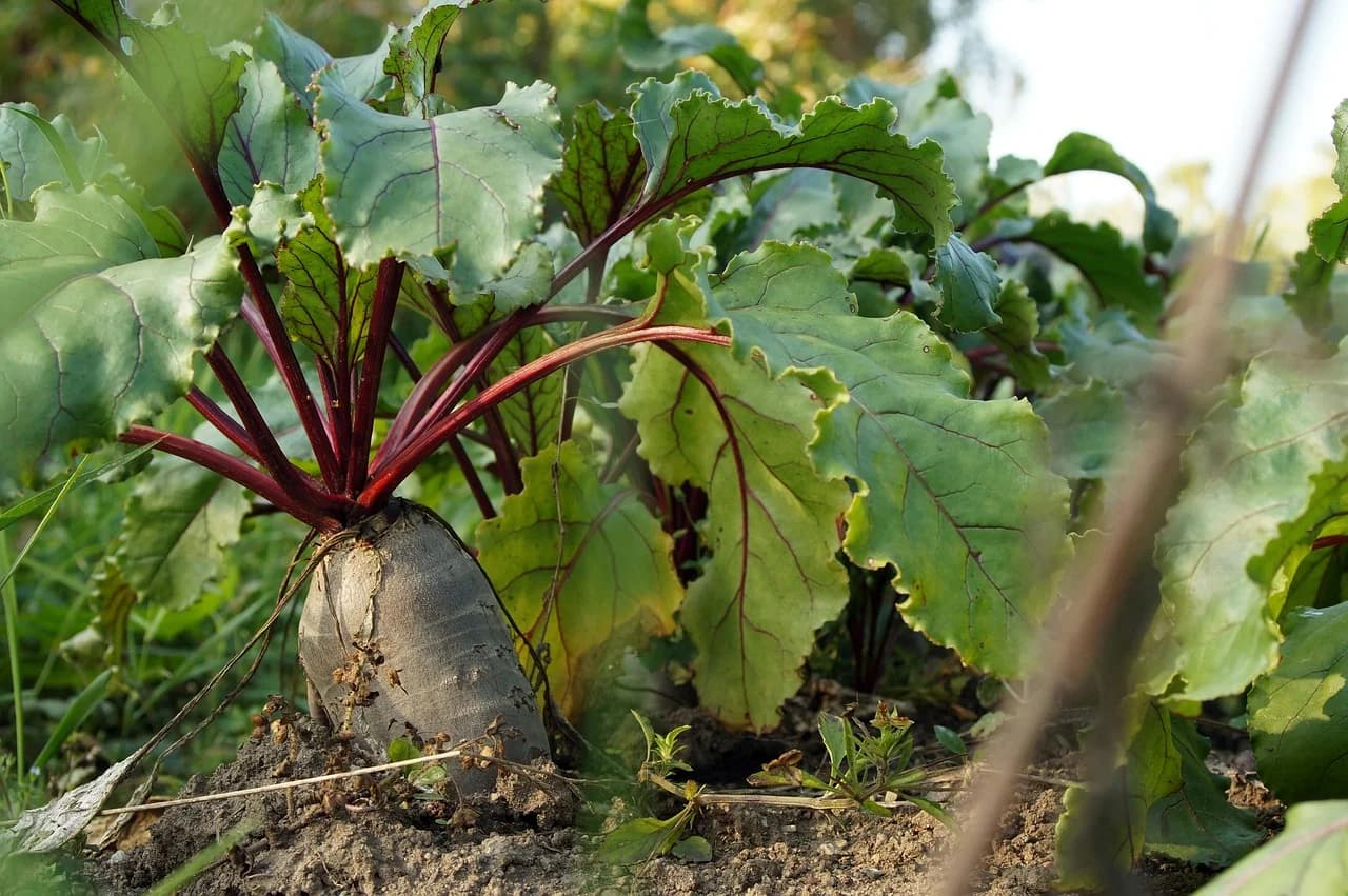 Beet plant with red stems and broad green leaves growing in soil with its root exposed