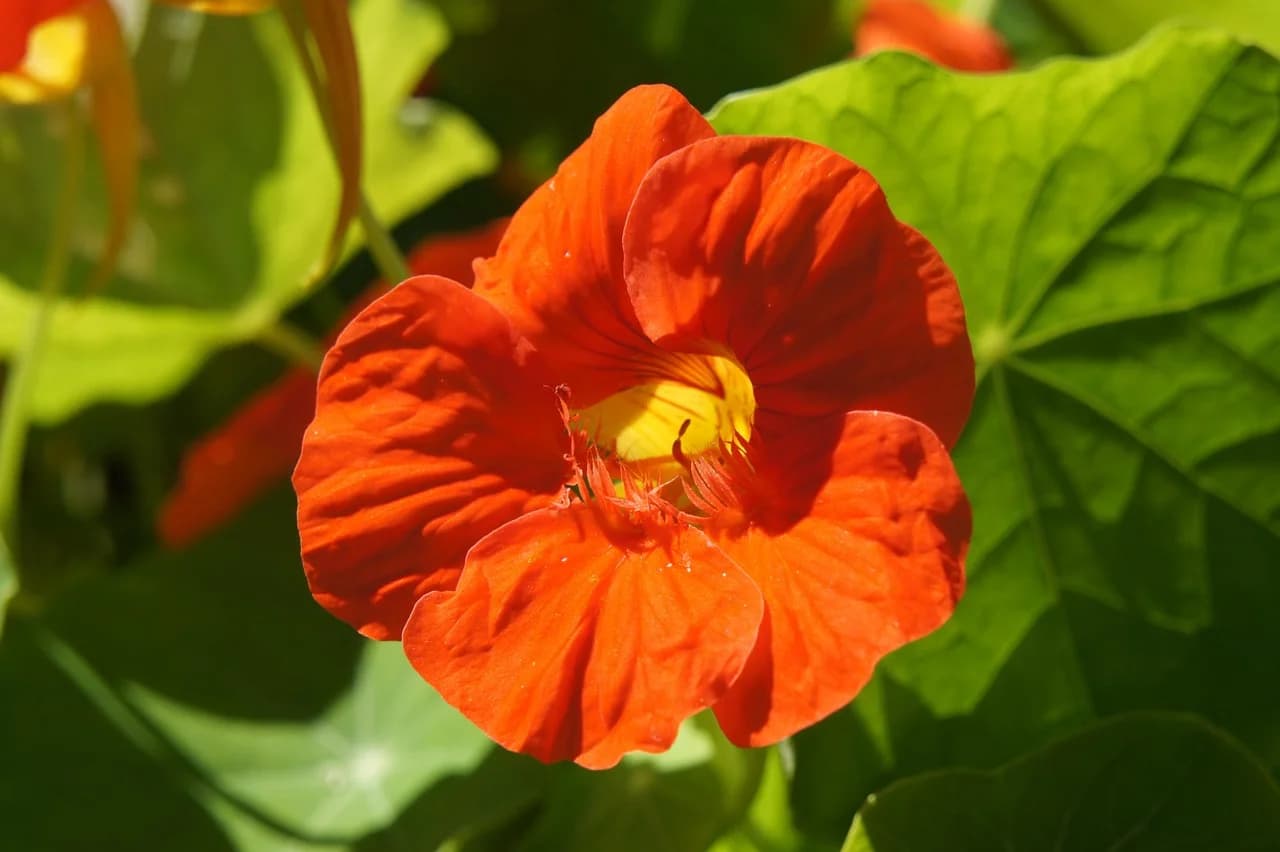 Bright orange nasturtium flower with a yellow center against green leaves
