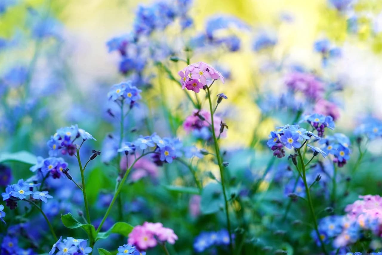 Forget-me-not plants with blue and pink flowers growing in a sunny garden bed