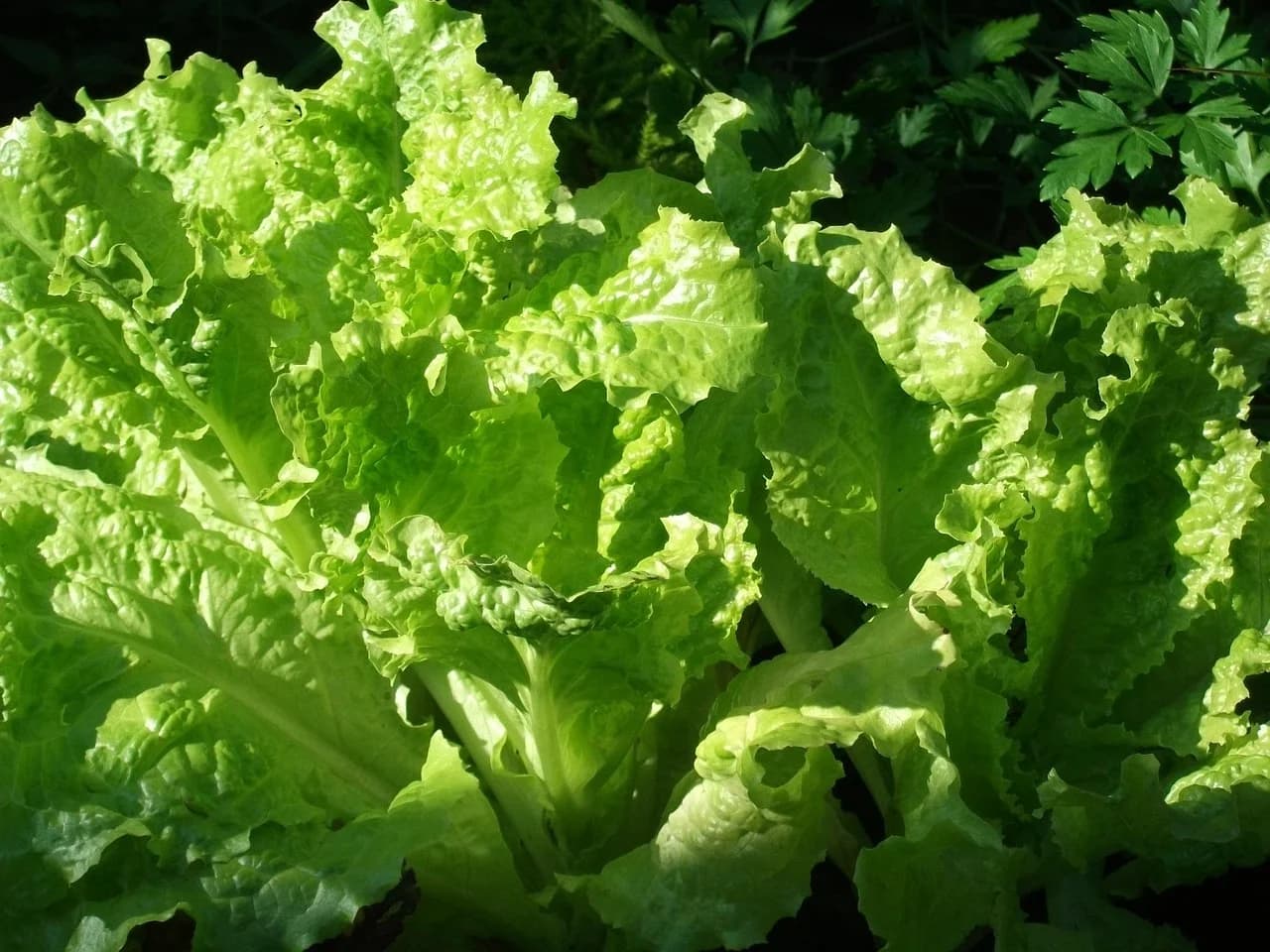 Romaine lettuce plants with upright crisp green leaves growing in a garden in sunlight