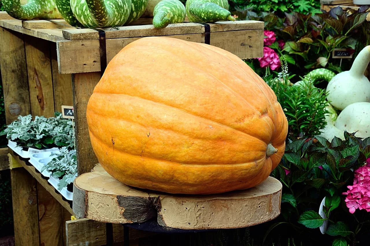 Giant pumpkin sitting on a wooden round in a garden display with flowers behind
