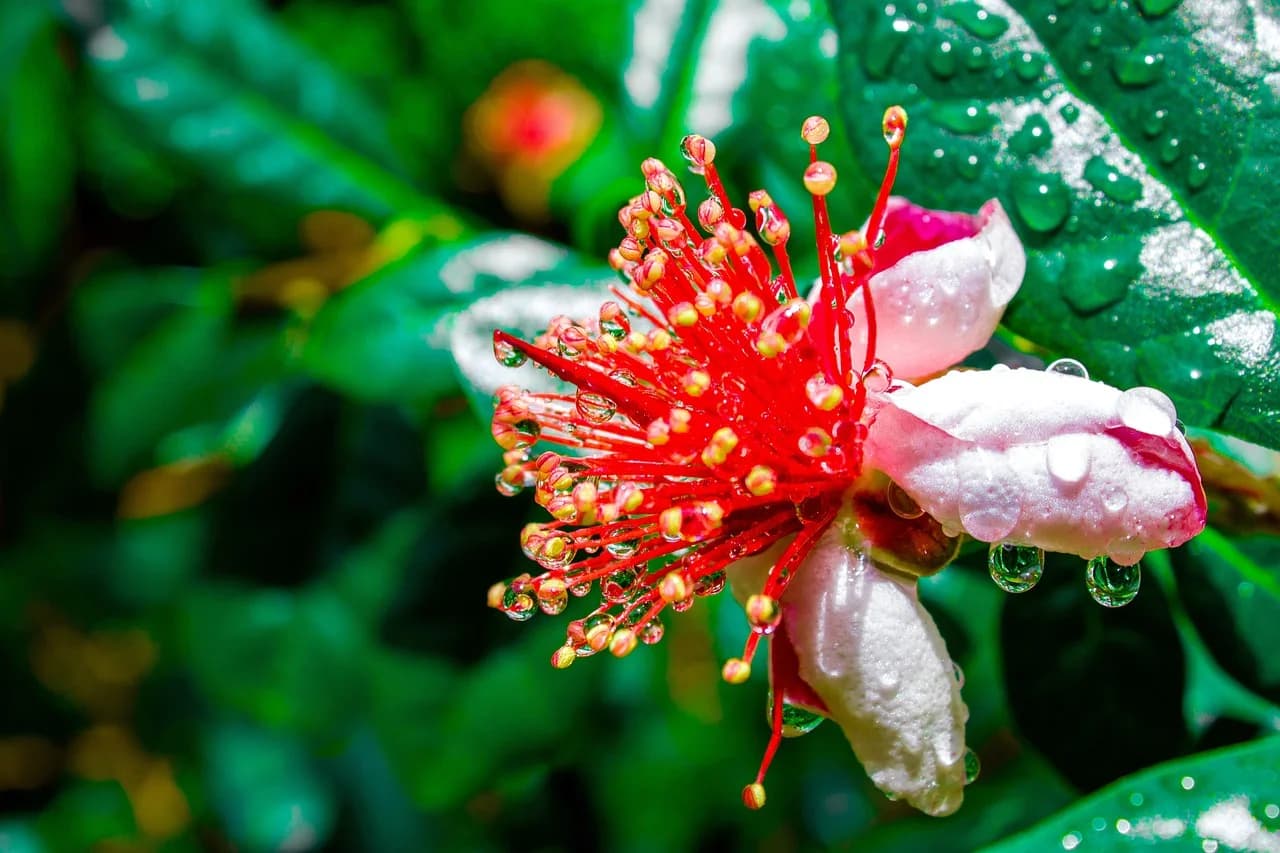 Feijoa flower with red stamens and pink-white petals beaded with water droplets