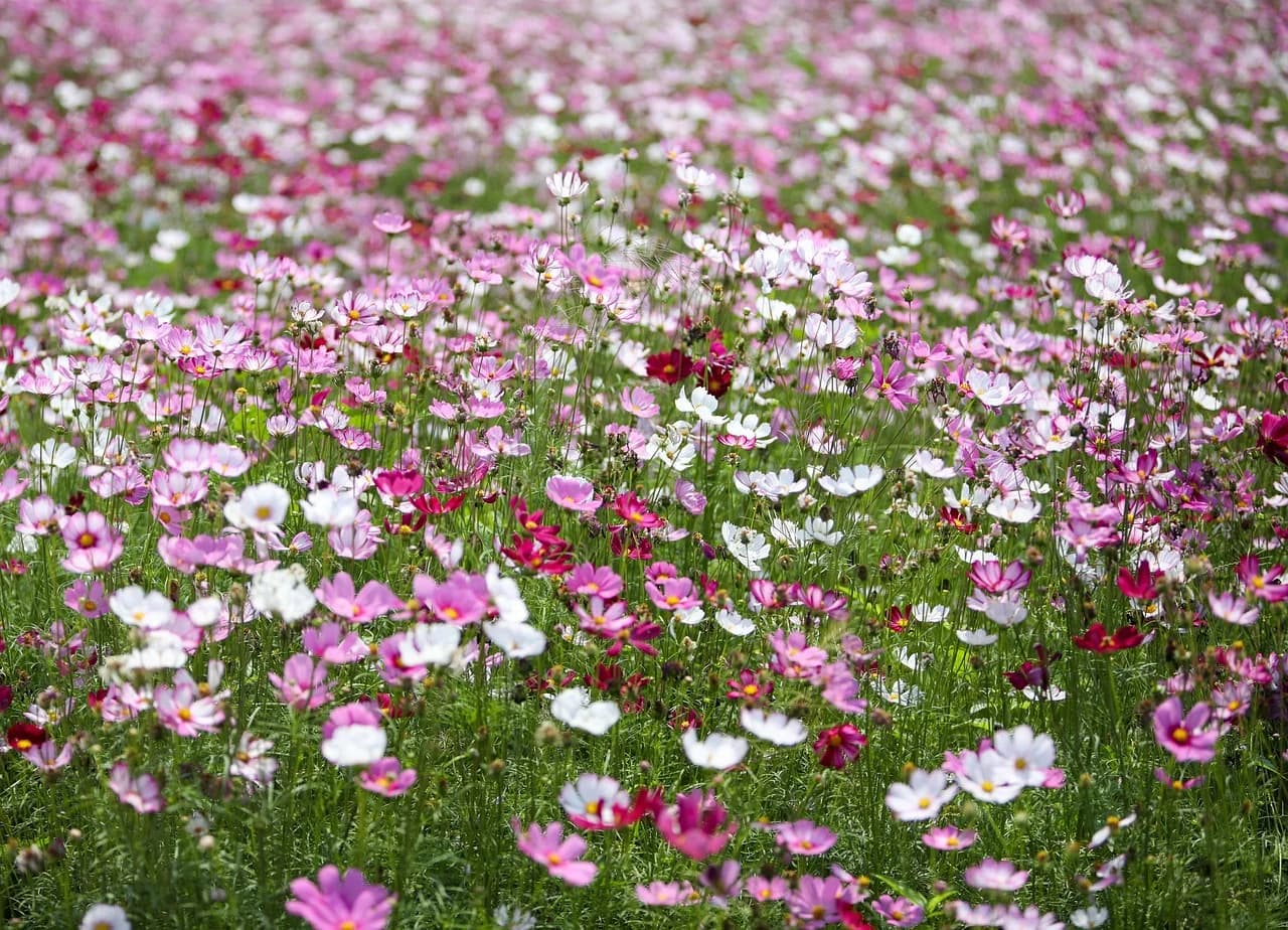 Field of pink, white and crimson Cosmos bipinnatus flowers growing densely in a garden bed