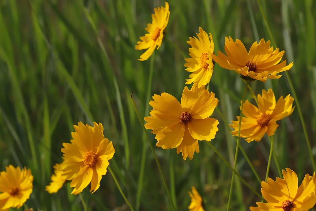 Lanceleaf Coreopsis yellow flowers with brown centers growing among green grasses in a meadow