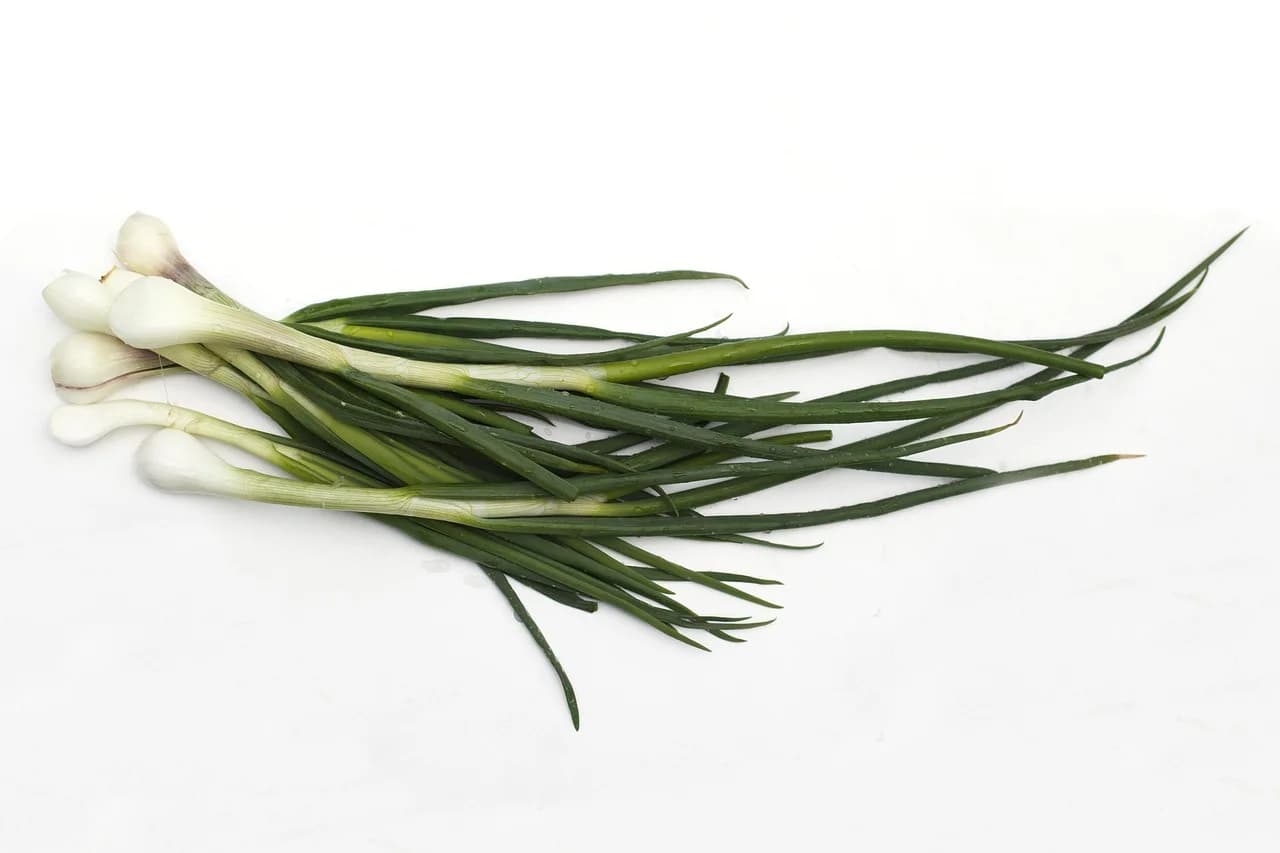 Bunch of fresh green onions with white bulbs and long green leaves on a white background