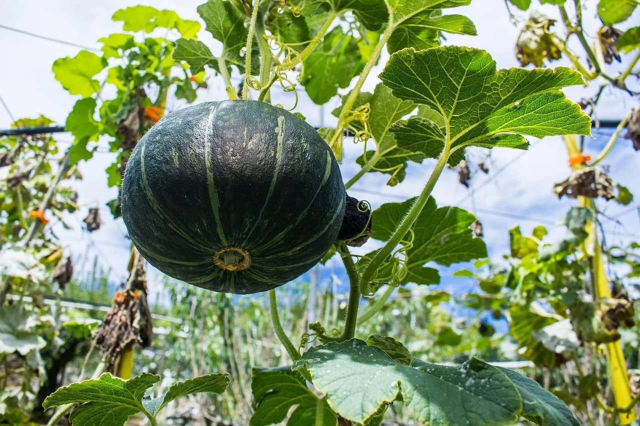 Dark green kabocha squash fruit hanging on a vine among large leaves
