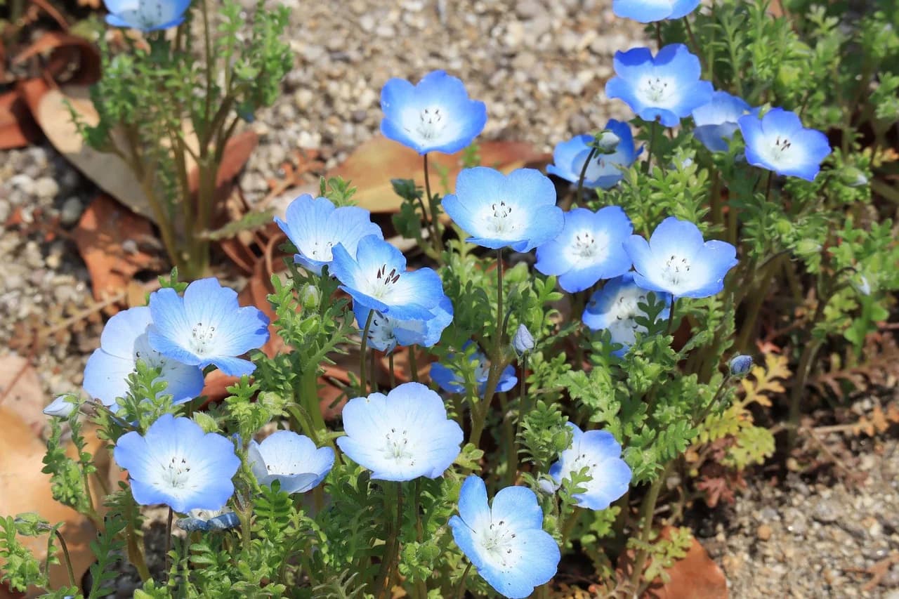 Nemophila menziesii plants with blue white-centered flowers growing in a clump over gravel