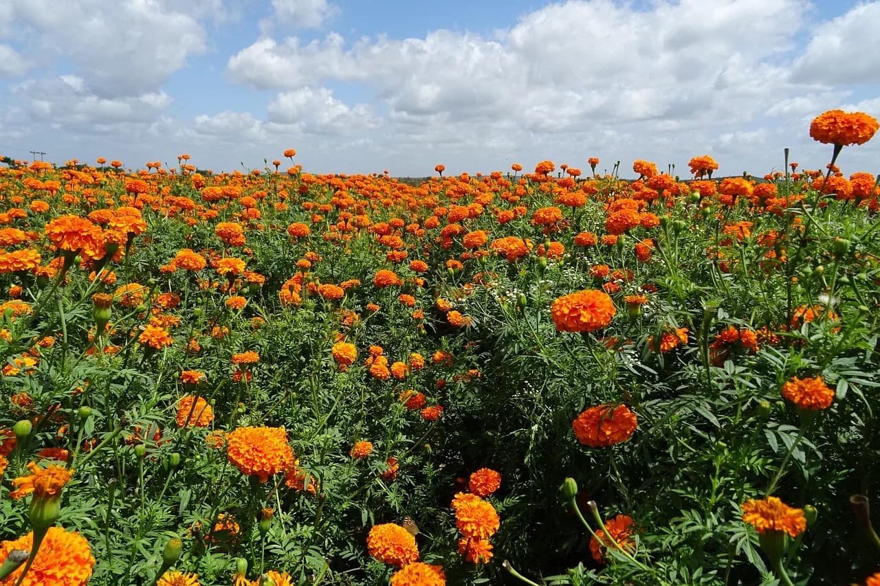 African marigold plants growing in a field with many orange pompom flowers under a cloudy sky