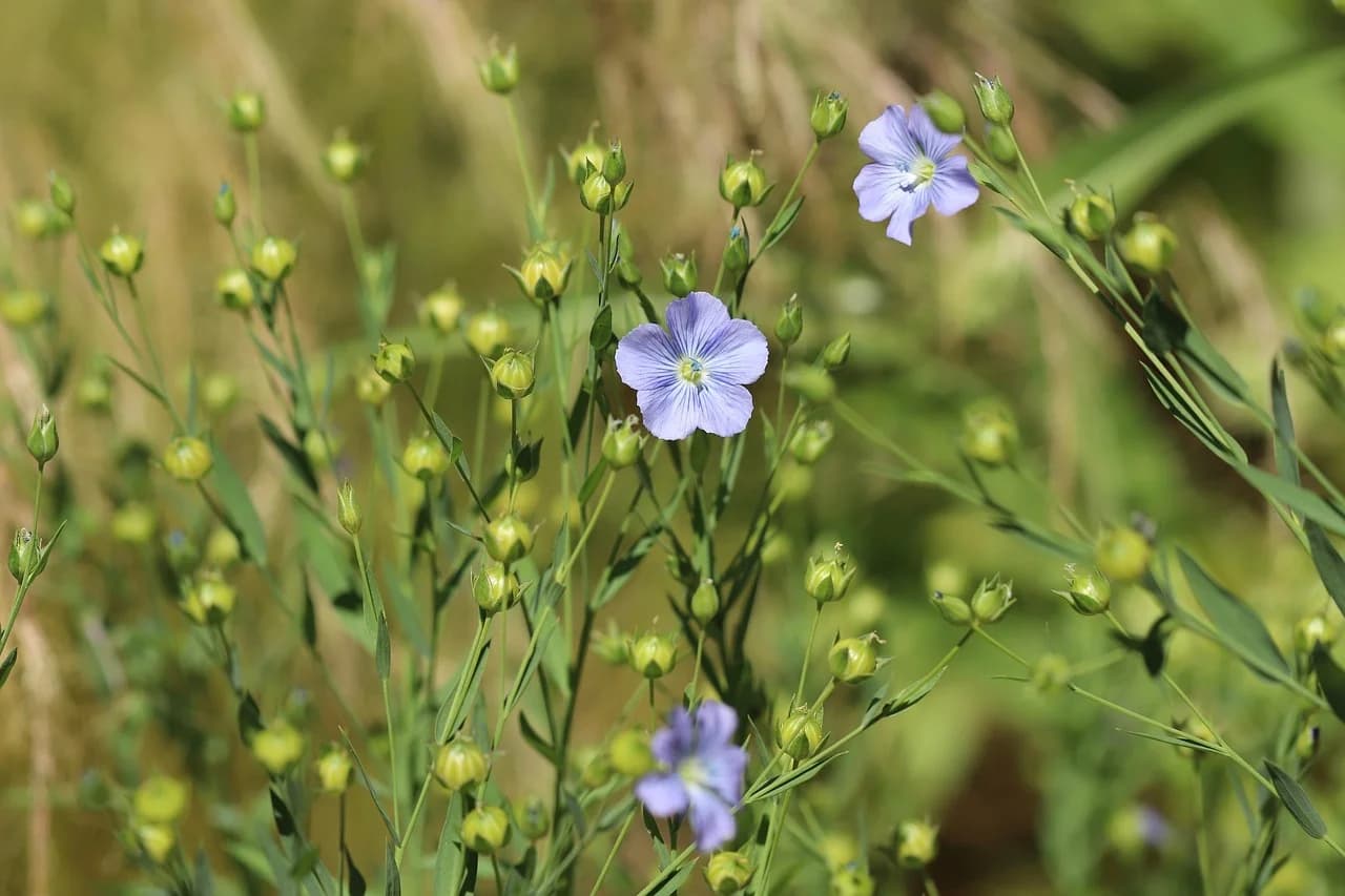 Flax plants growing in a field with blue flowers and many green seed buds