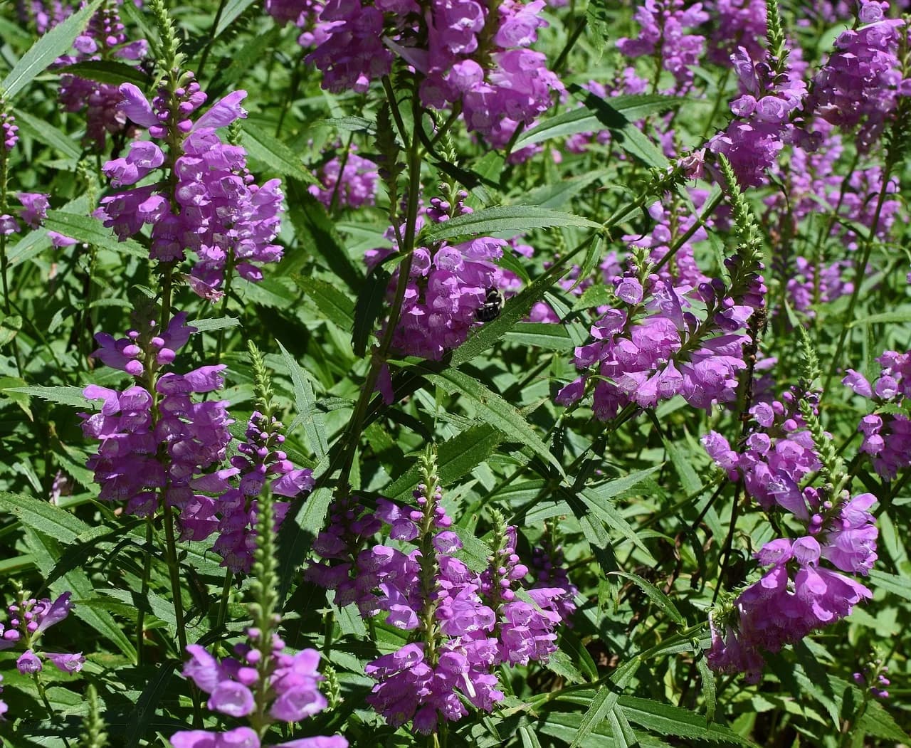 Obedient plant clump with purple tubular flower spikes growing among narrow green leaves