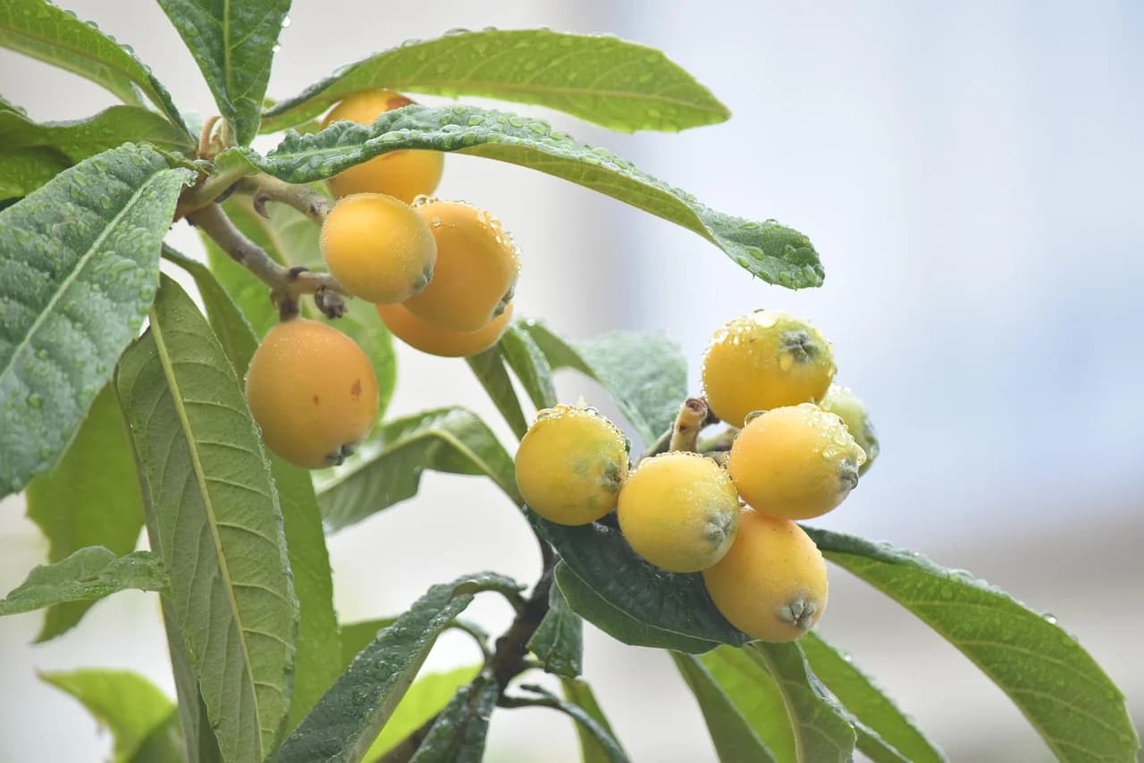Loquat fruit clusters growing on a branch with water droplets on green leaves