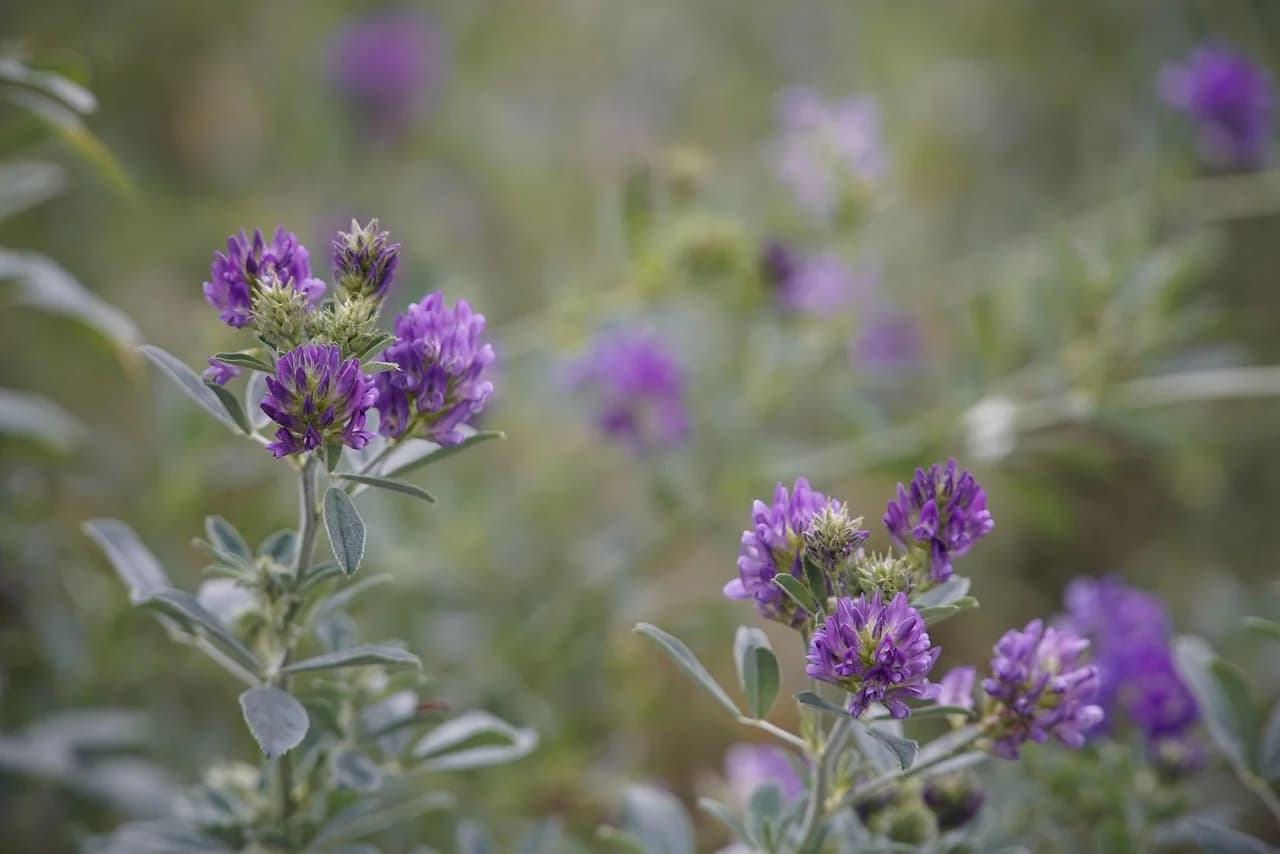 Alfalfa plant with purple flower clusters and silvery green leaves in a soft-focus meadow