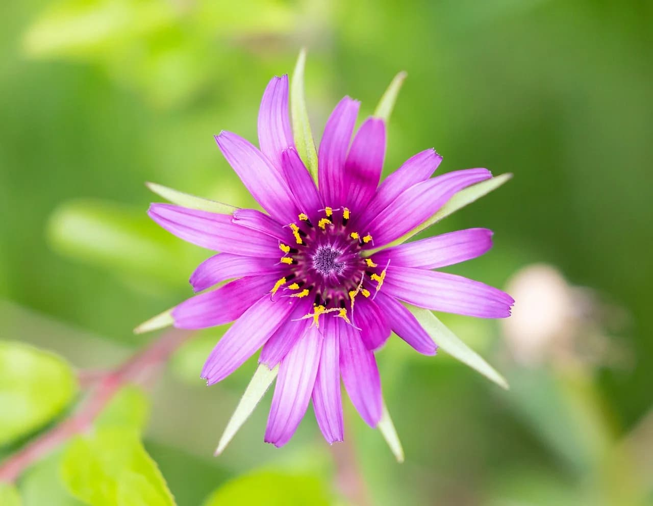 Salsify flower with magenta petals, yellow stamens and pointed green bracts on a green background