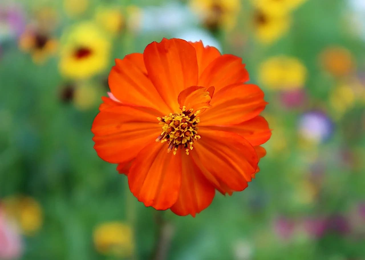 Sulphur Cosmos orange flower with yellow center in a blurred garden meadow