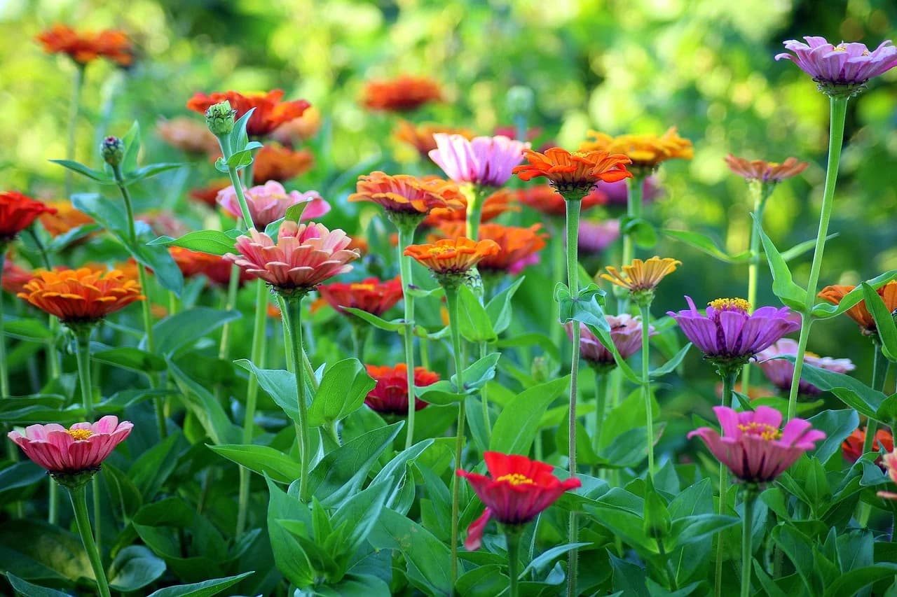 Zinnia flowers in pink, orange, red, and purple growing in a sunny garden bed