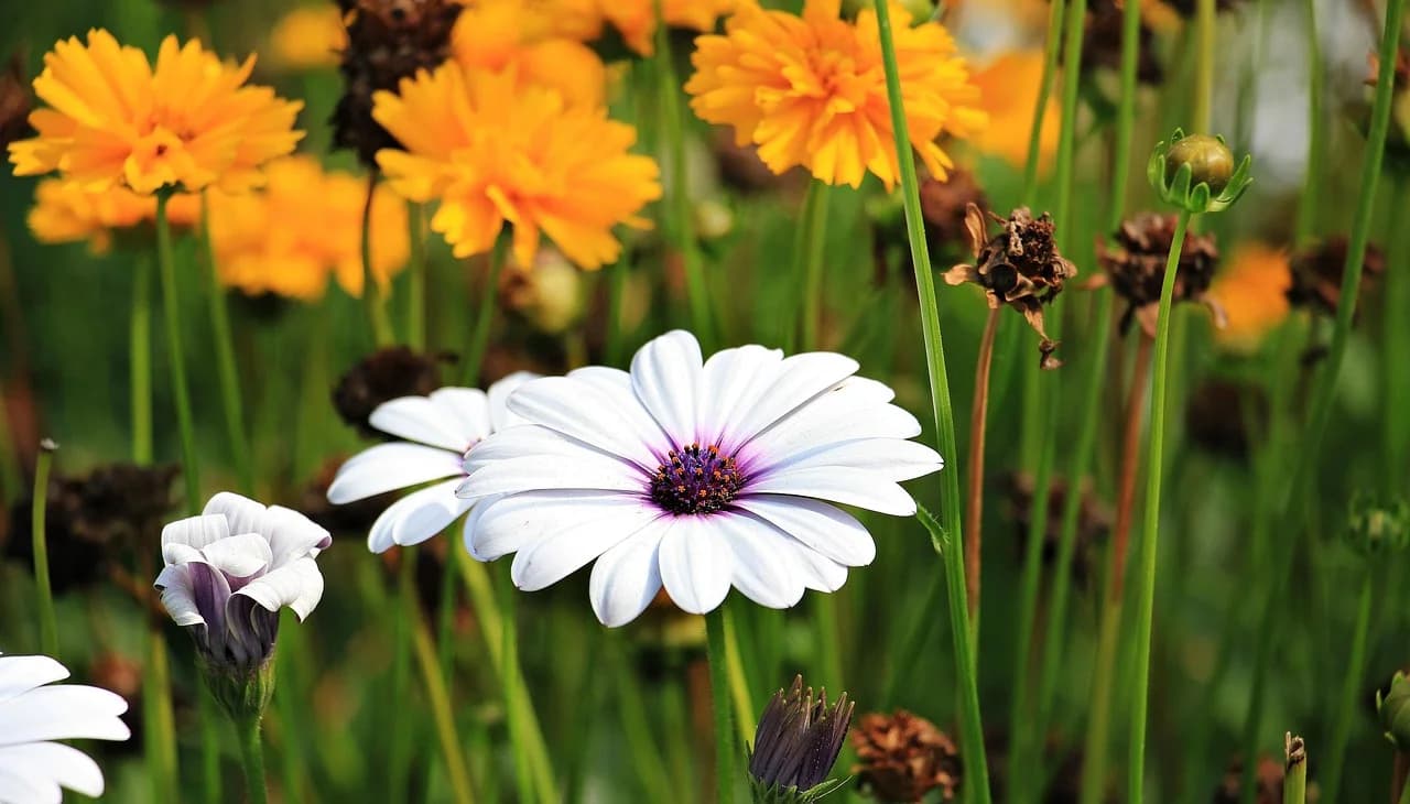 White African daisy with purple centre growing among orange flowers in a garden bed