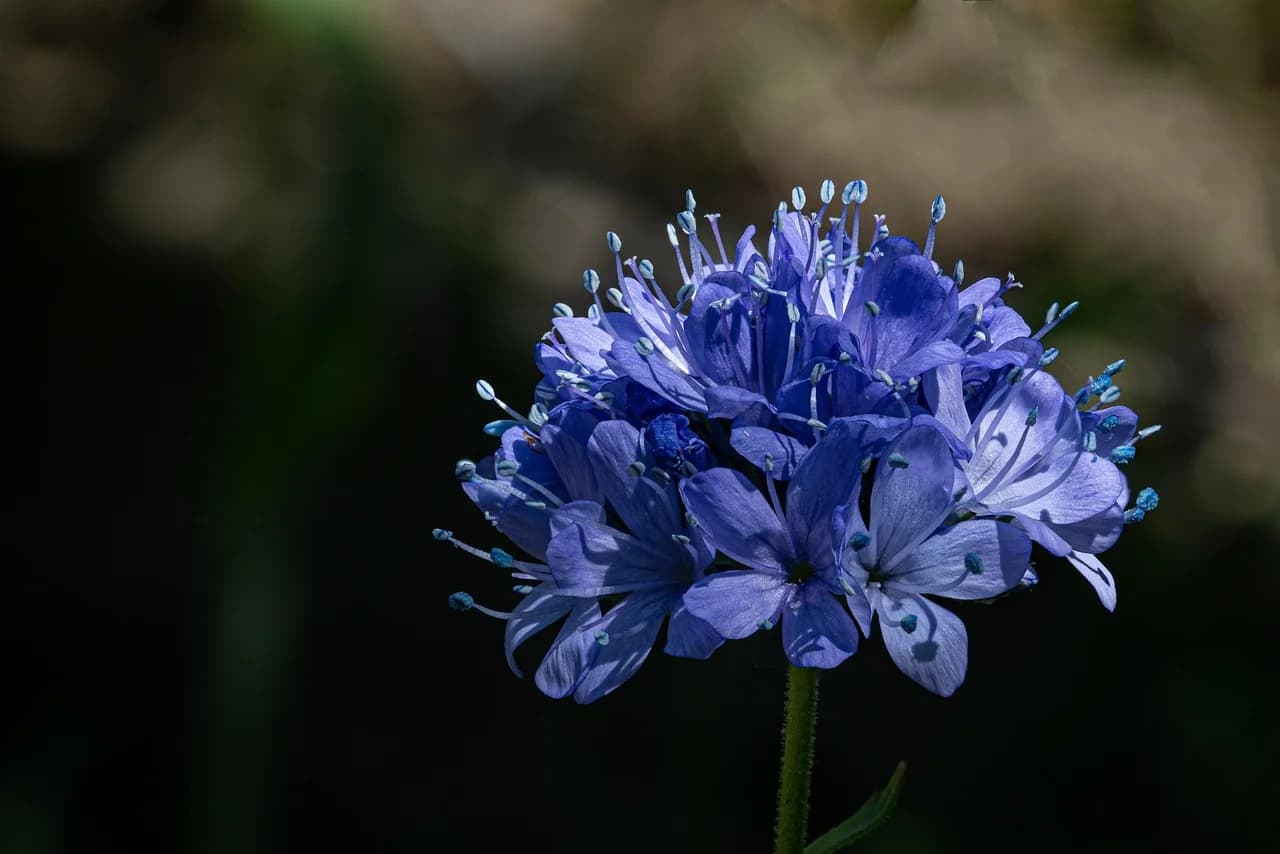 Globe Gilia flower head with lavender-blue blooms and blue-tipped stamens on a dark background