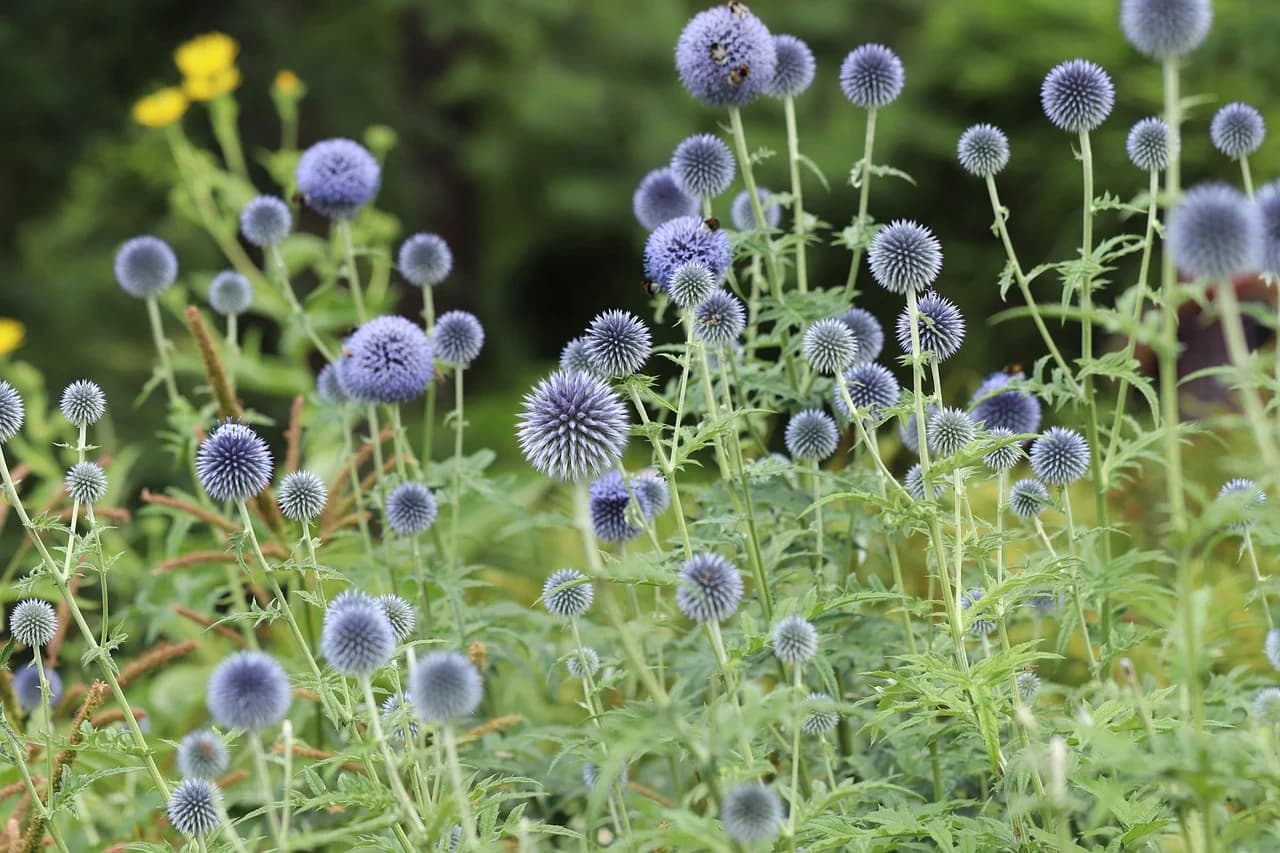 Globe thistle plants growing in a garden with many blue spherical flower heads on tall spiny stems