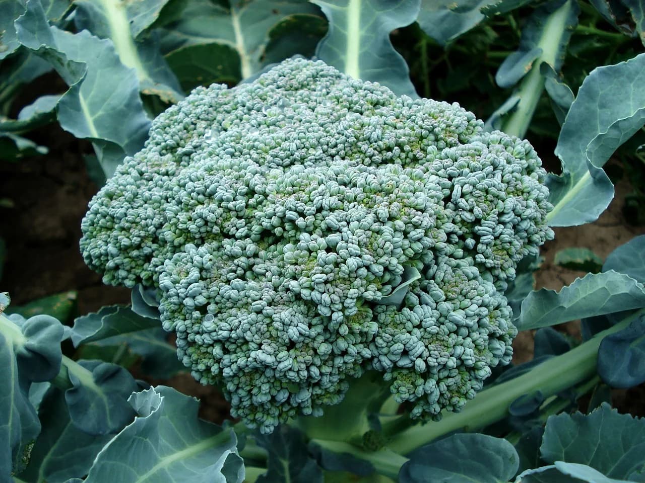 Broccoli head growing in a field surrounded by broad green leaves