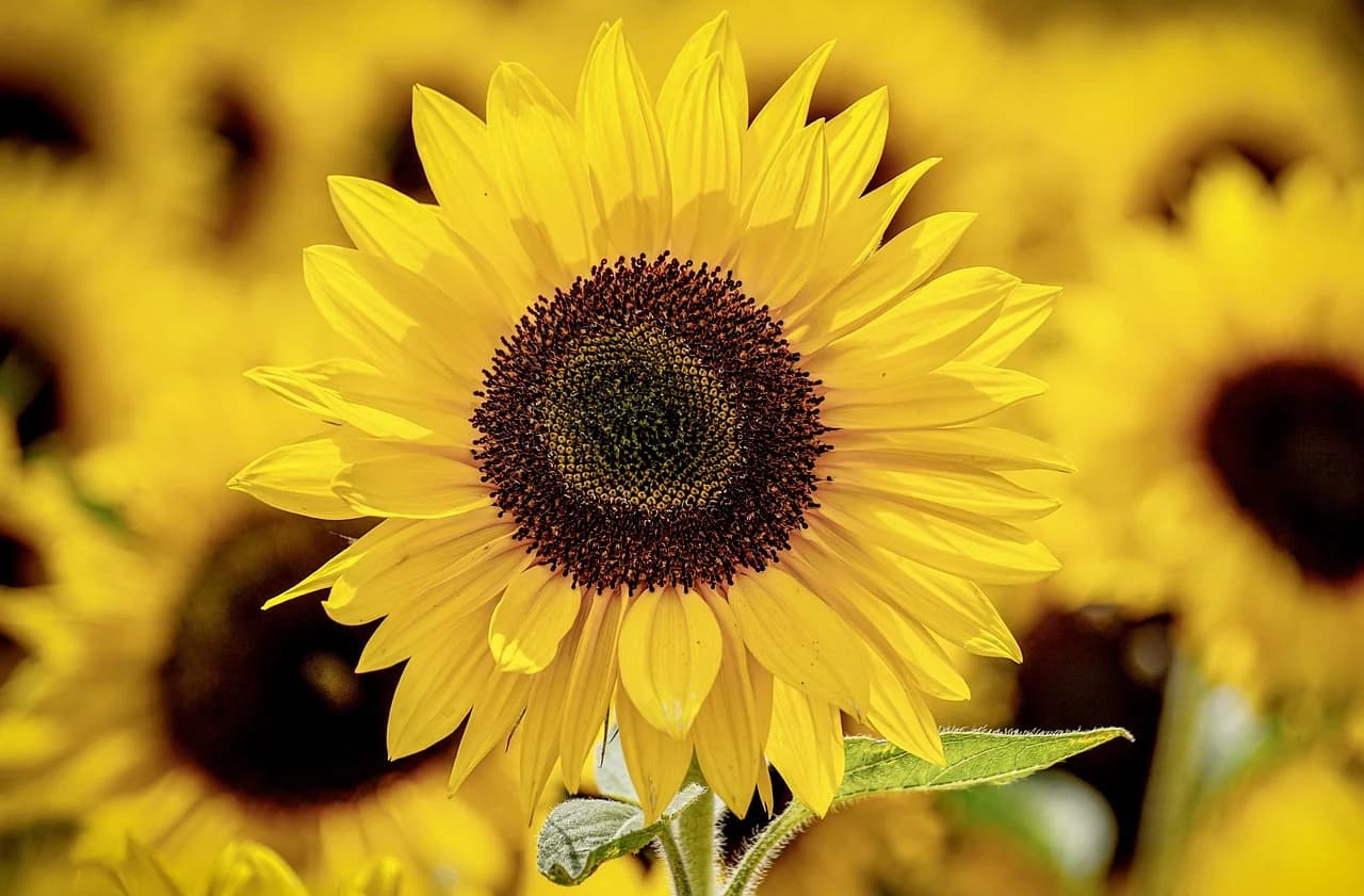 Giant Sunflower head with yellow petals and dark central disc, blurred sunflowers behind