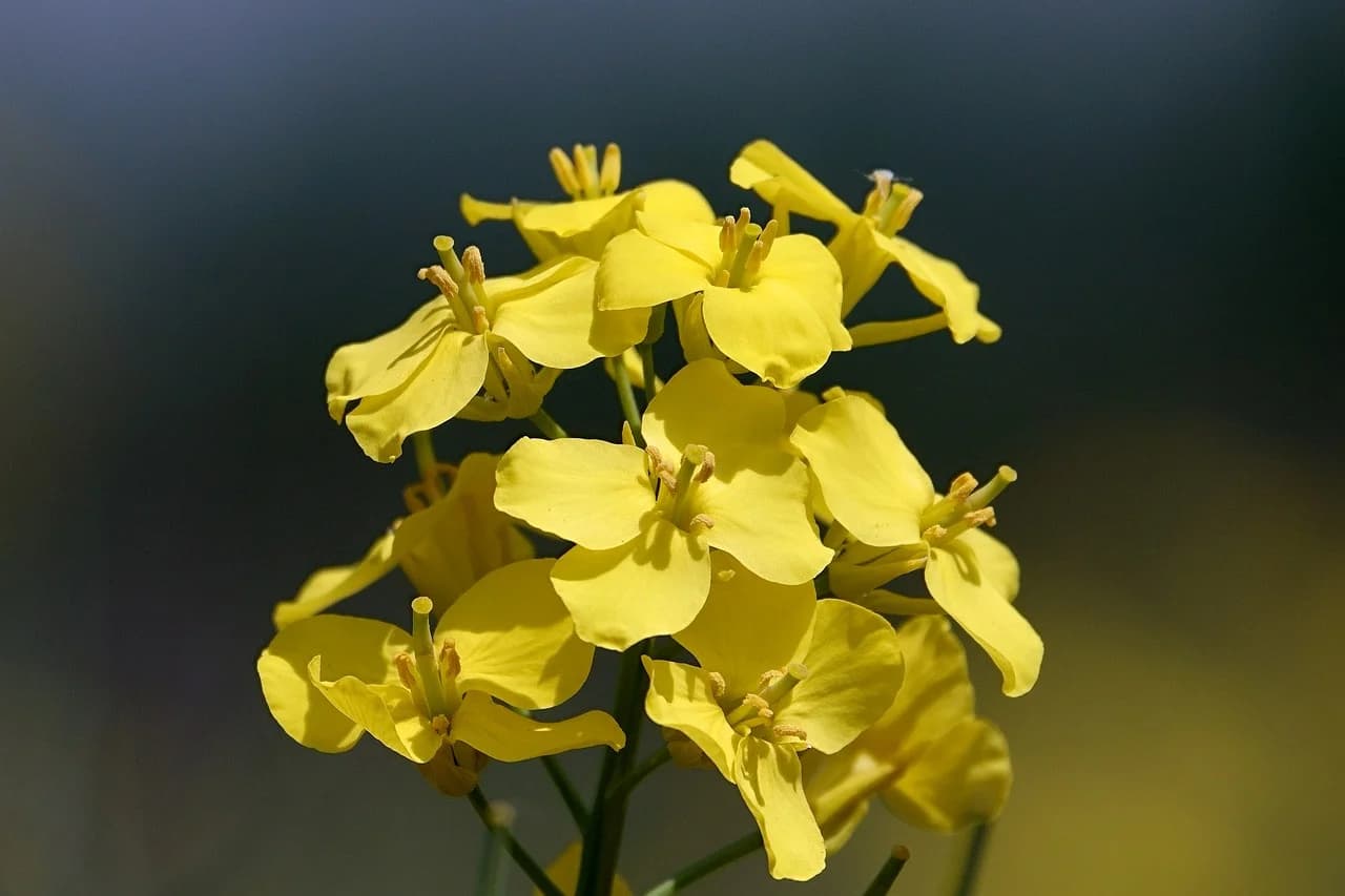 Close-up of bright yellow mustard flowers with four petals and visible stamens