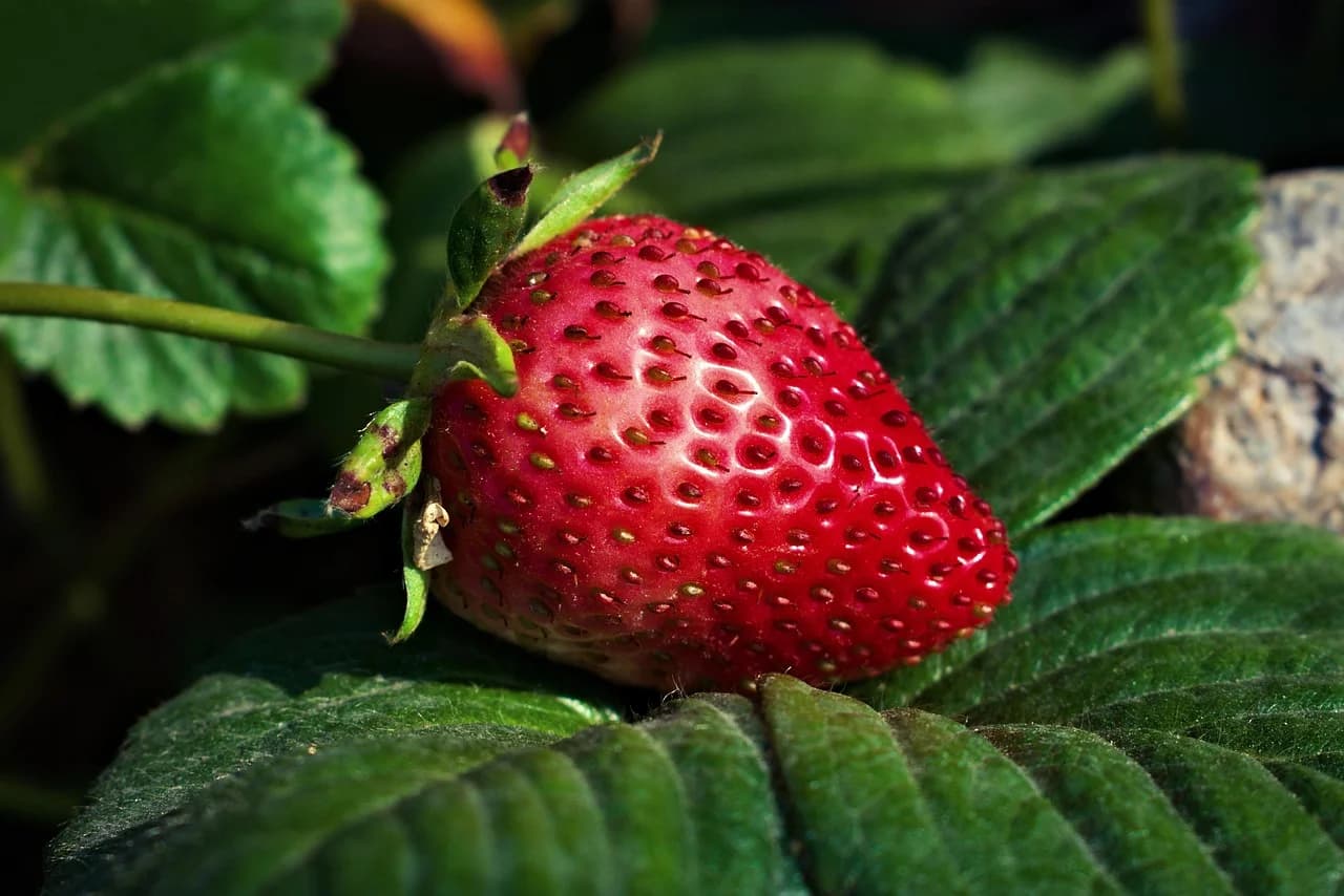 Ripe red strawberry with seeds resting on green leaves