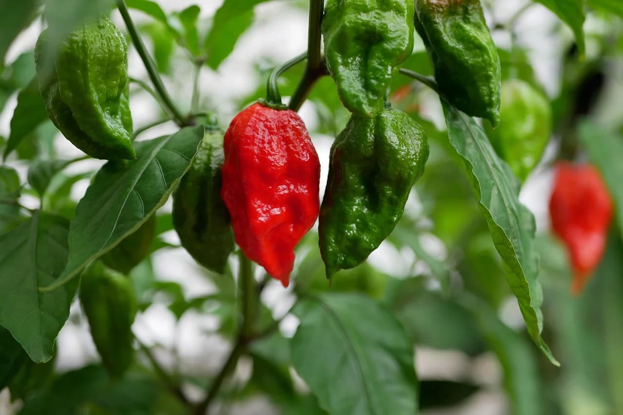 Habanero pepper plant with red and green wrinkled lantern-shaped fruit on a branch