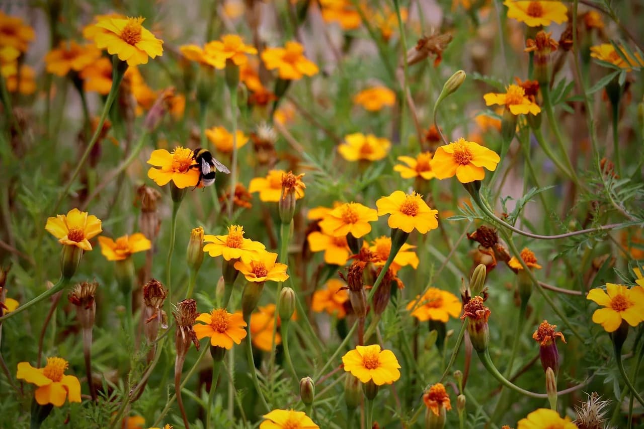 Signet marigold plants with small single yellow-orange flowers and feathery foliage growing in a garden bed