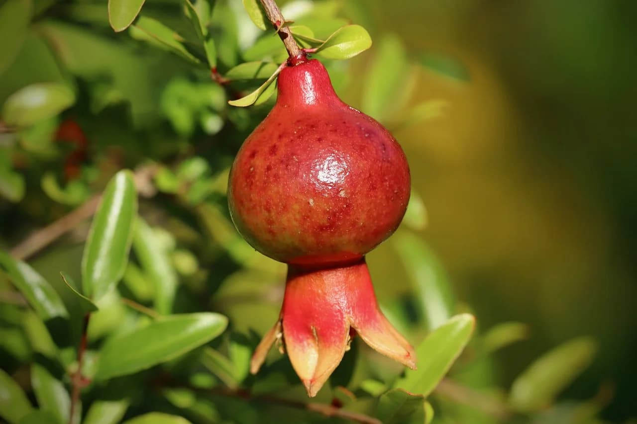 Pomegranate fruit with red skin and crown hanging from a branch among green leaves