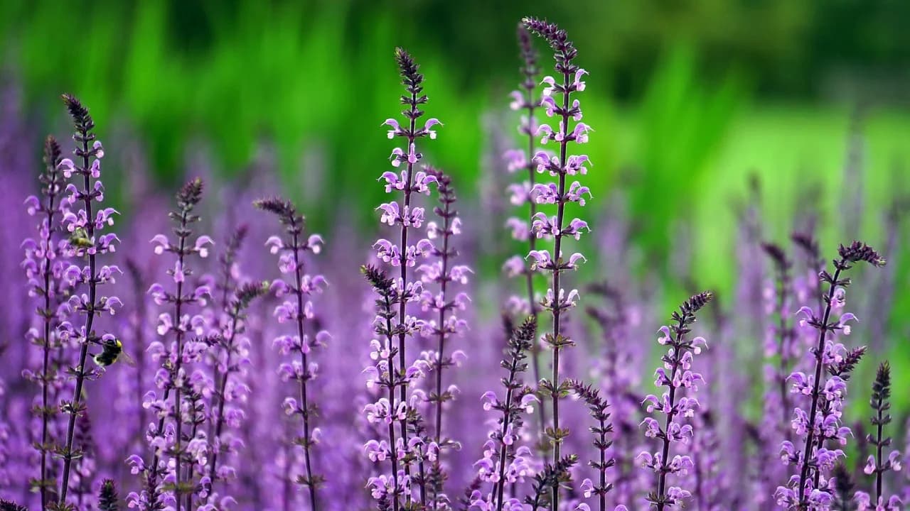 Woodland sage spikes of purple flowers growing in a sunny meadow with a bumblebee