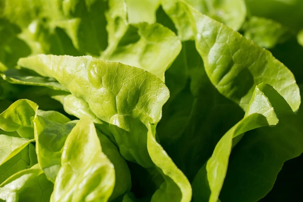 Butterhead Lettuce leaves growing in a close-up with soft, ruffled bright green leaves