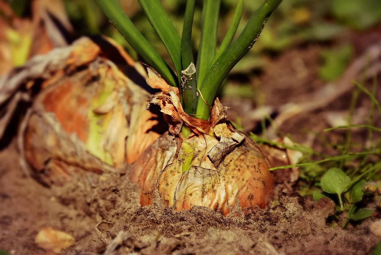 Sweet onion plant growing in soil with green leaves emerging from a papery bulb