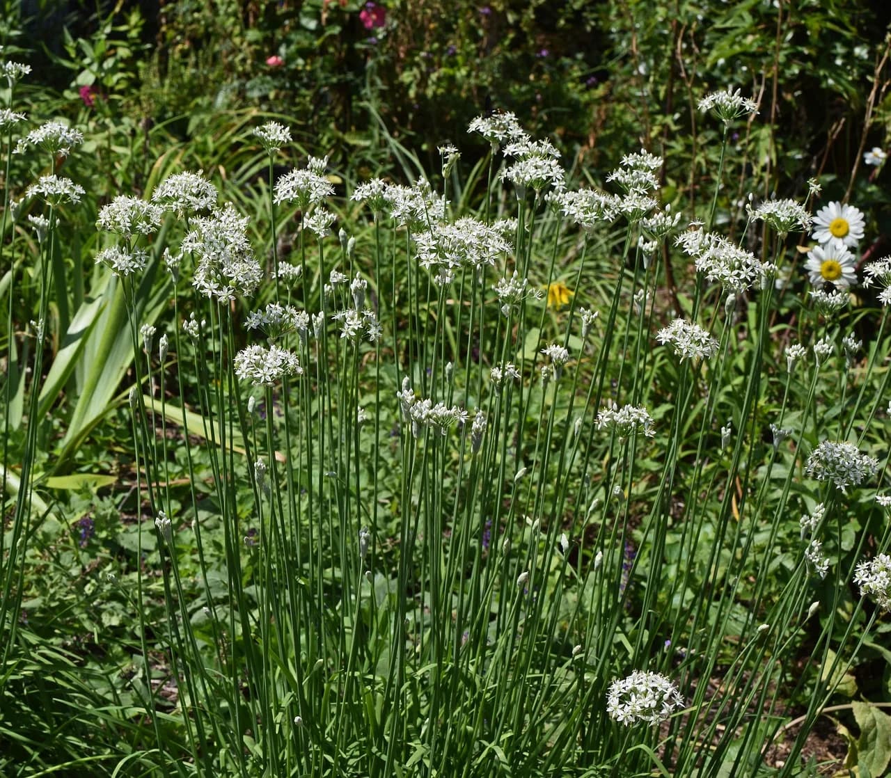 Garlic chives plants with clusters of white flowers growing in a garden bed