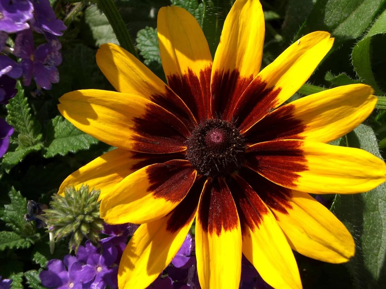 Gloriosa daisy flower with yellow petals, mahogany bands, and a dark center, surrounded by purple flowers and leaves