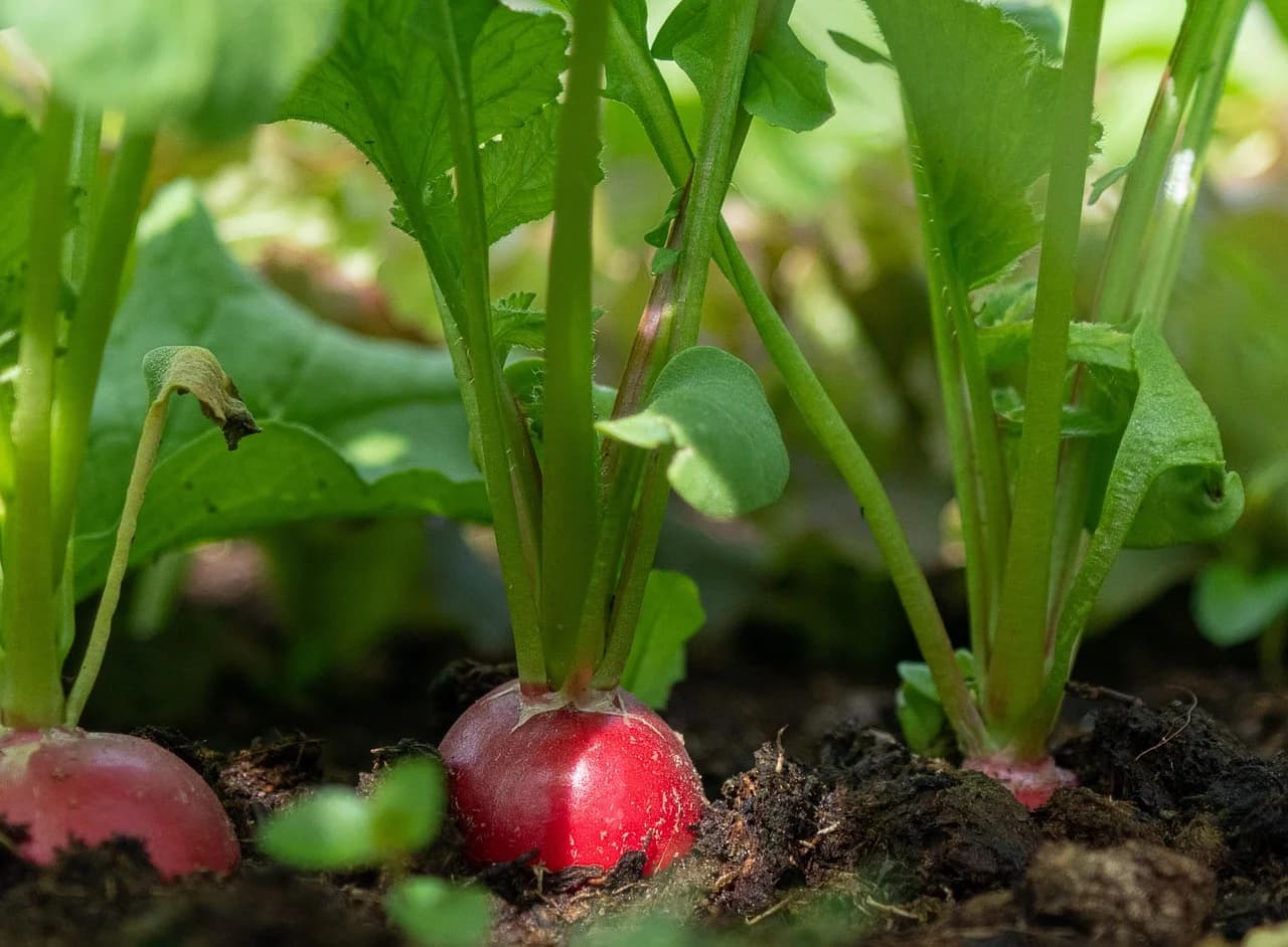 Radish plant growing in soil with a red root bulb at its base