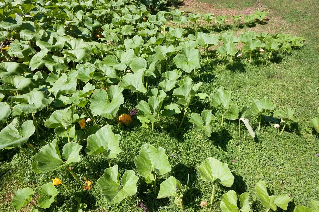 Pumpkin plants with large green leaves and orange fruit growing in a garden bed