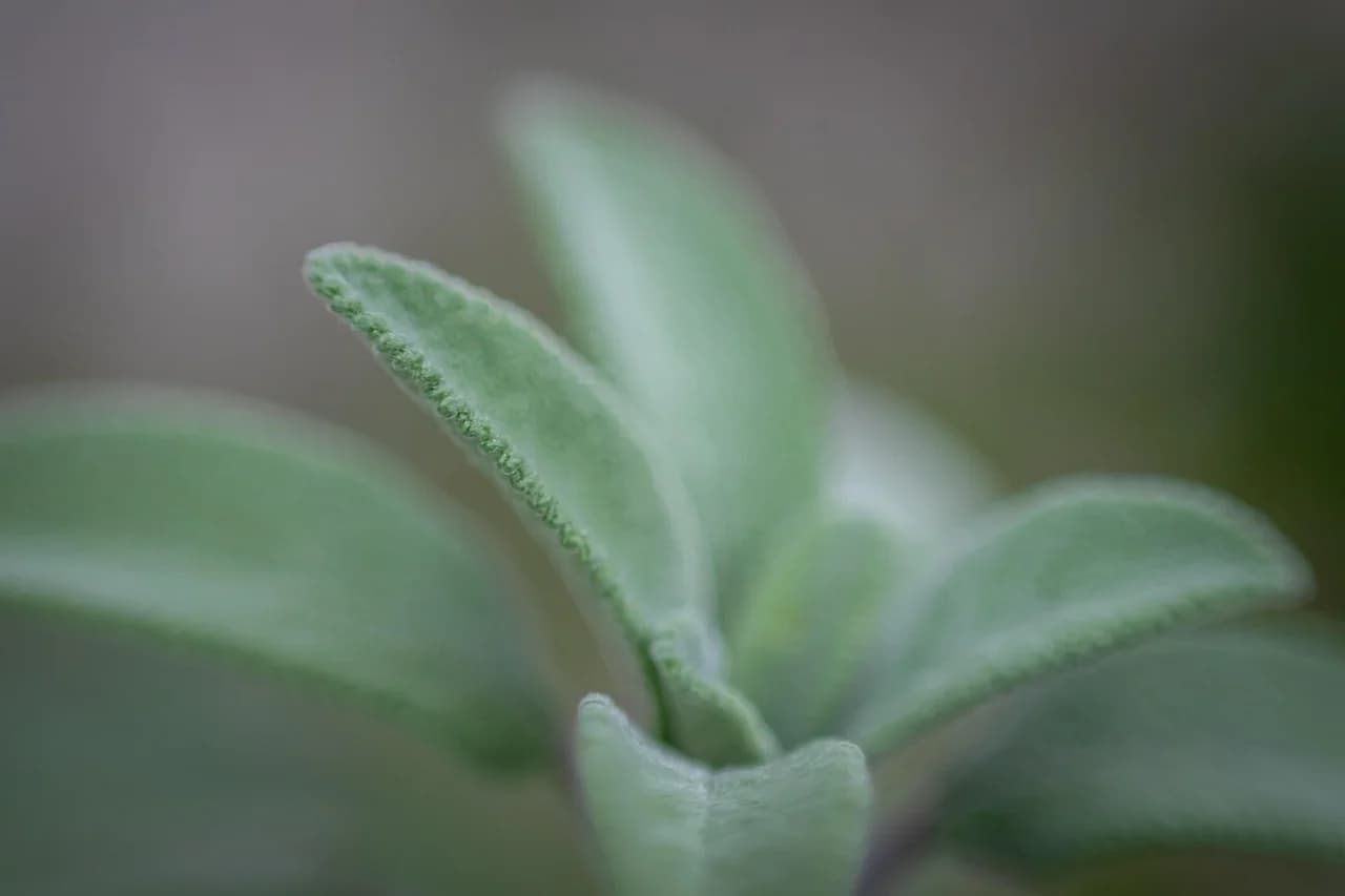Close-up of fuzzy grey-green sage leaves with soft blurred background