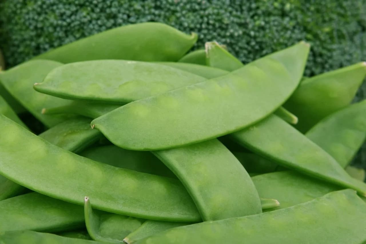 Snow Pea pods piled together, flat green pods with small visible peas