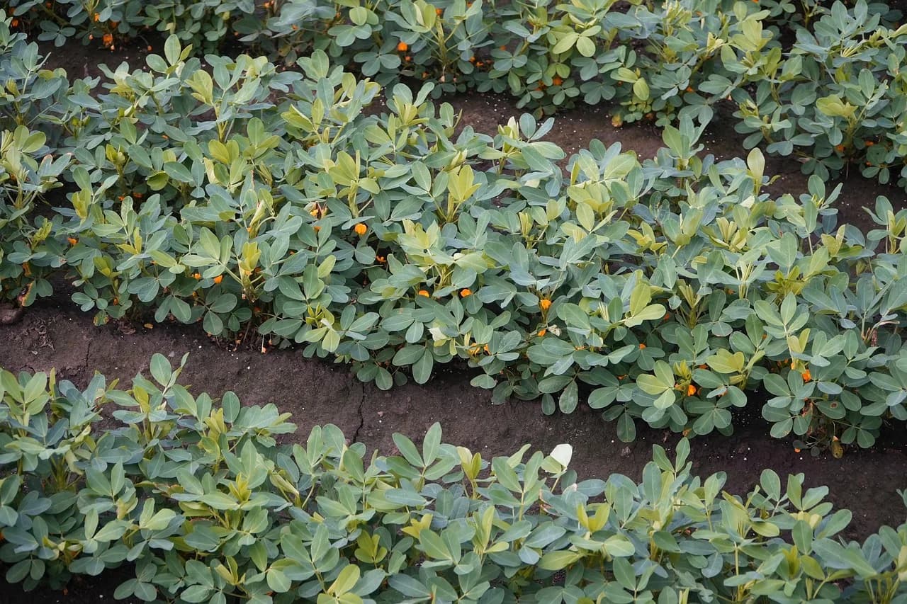 Peanut plants with small orange flowers growing in rows across a dark soil field