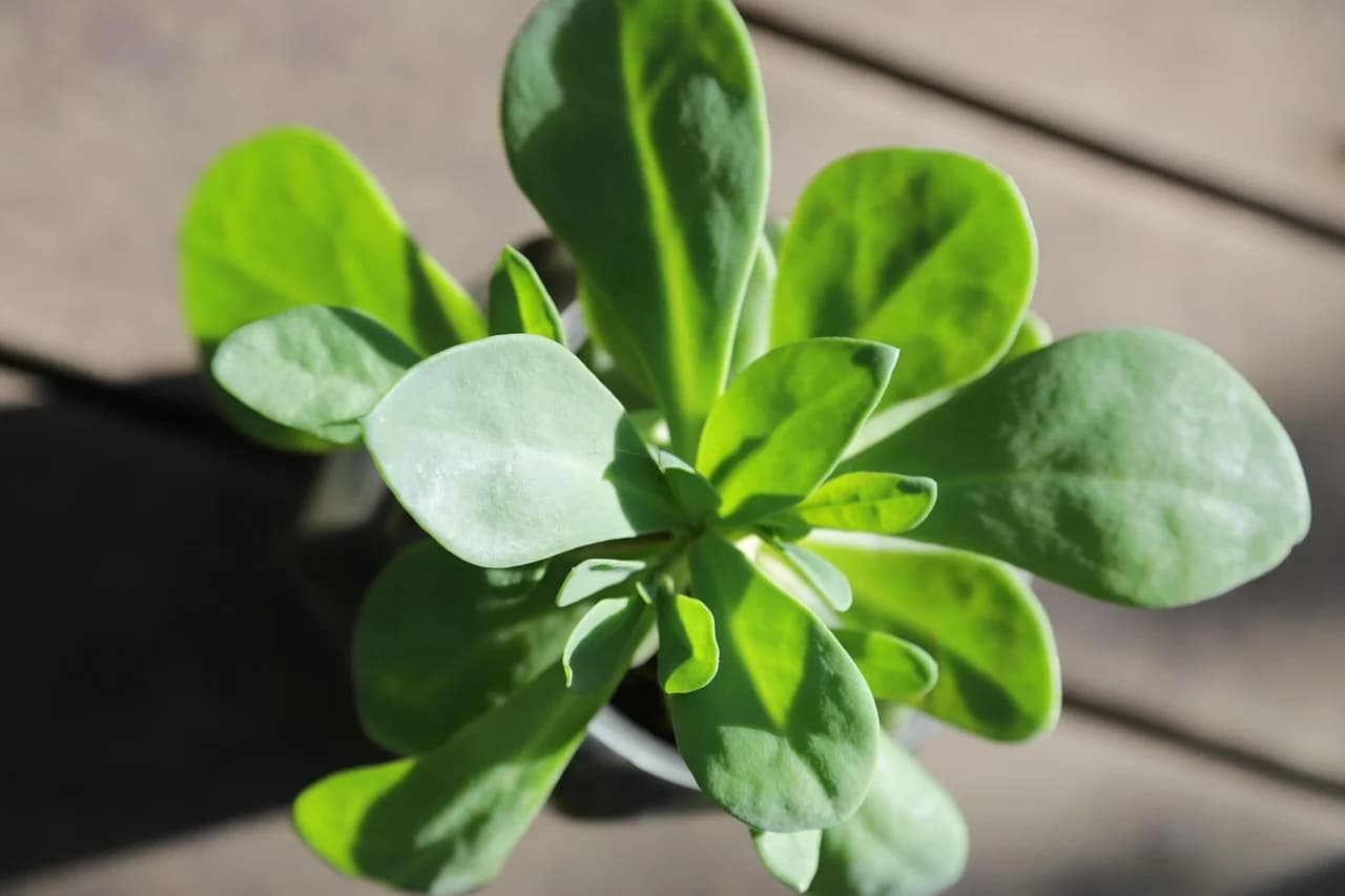 Purslane plant with thick round green leaves growing in a pot