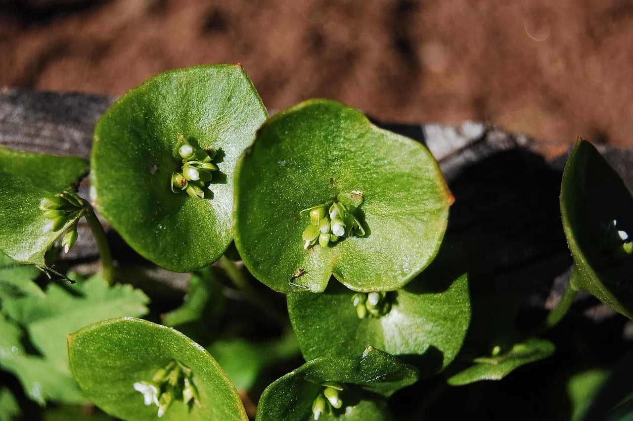 Miner's lettuce plant with round perfoliate leaves and small white flower clusters growing outdoors