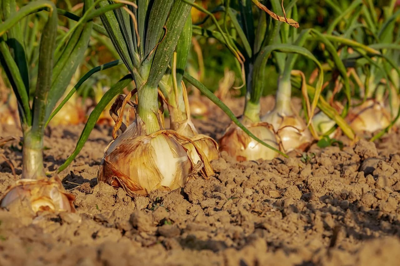 Onion bulbs with green leaves growing in a field of brown soil