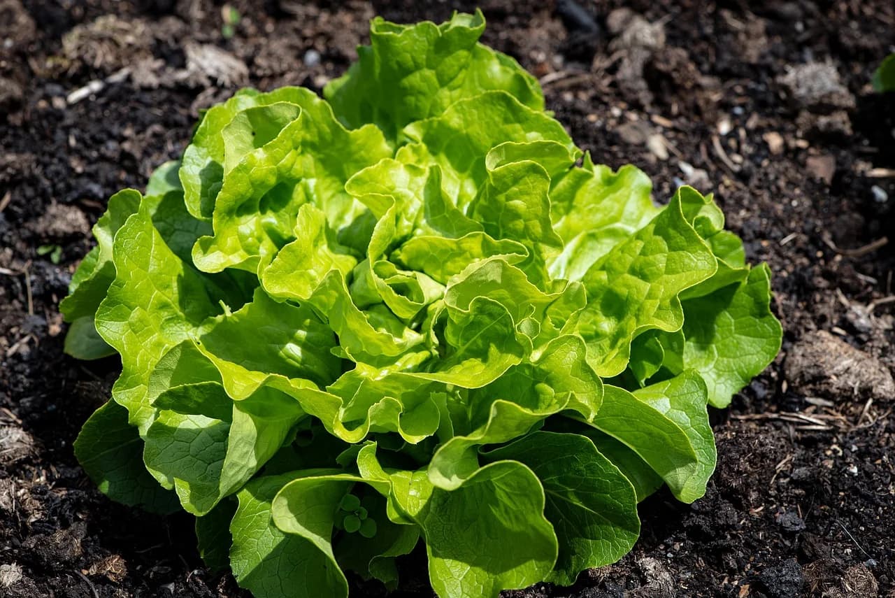 Lettuce plant with a full green head growing in dark garden soil