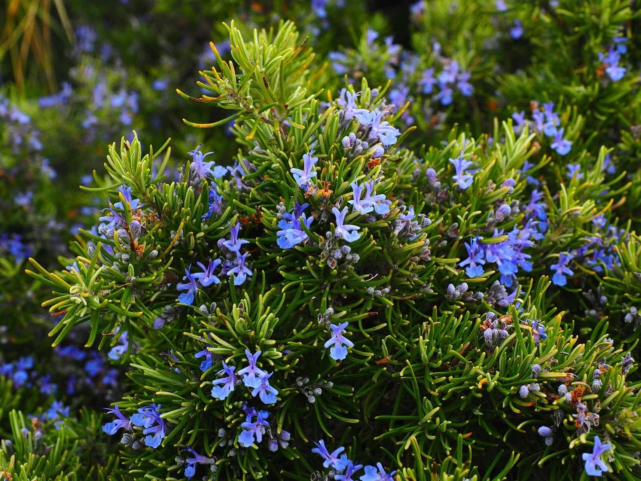 Rosemary shrub covered in small blue flowers and needle-like green leaves