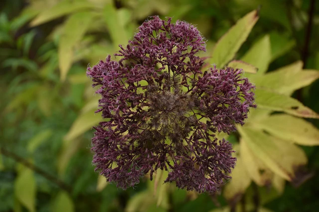 Joe Pye weed dome-shaped dark purple flower cluster with green foliage behind