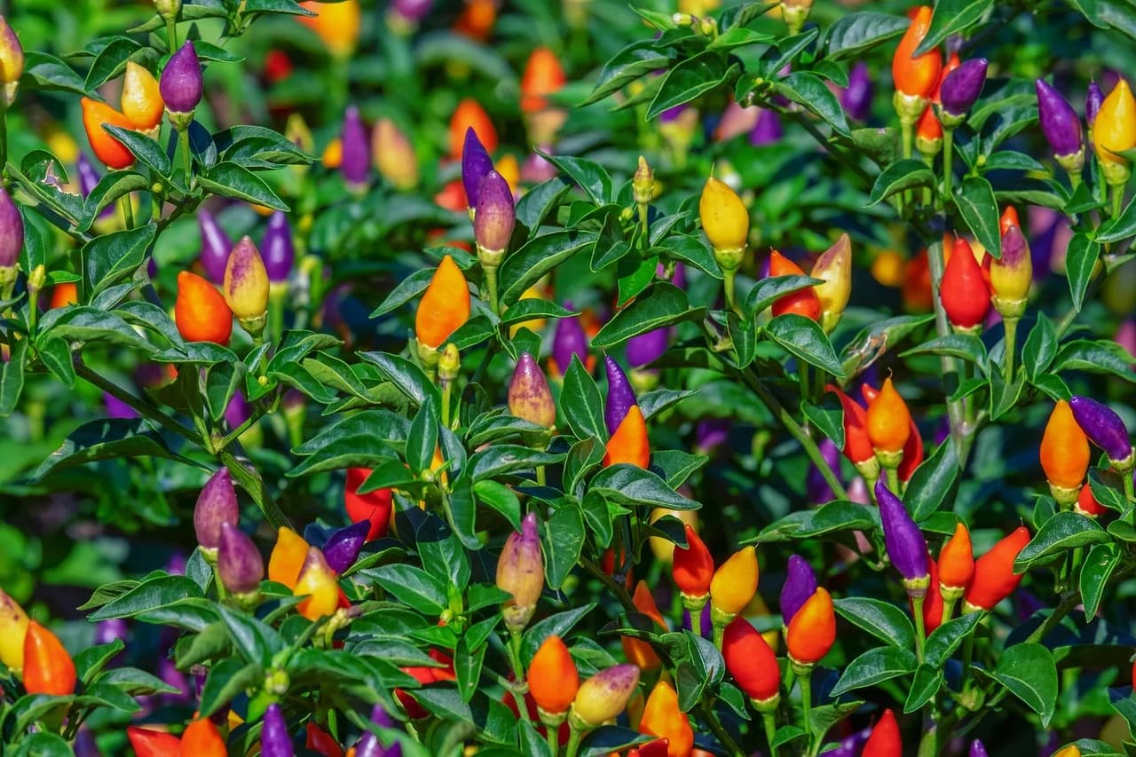 Ornamental pepper plants growing densely with clusters of small multicolored fruits in orange, purple, red and yellow