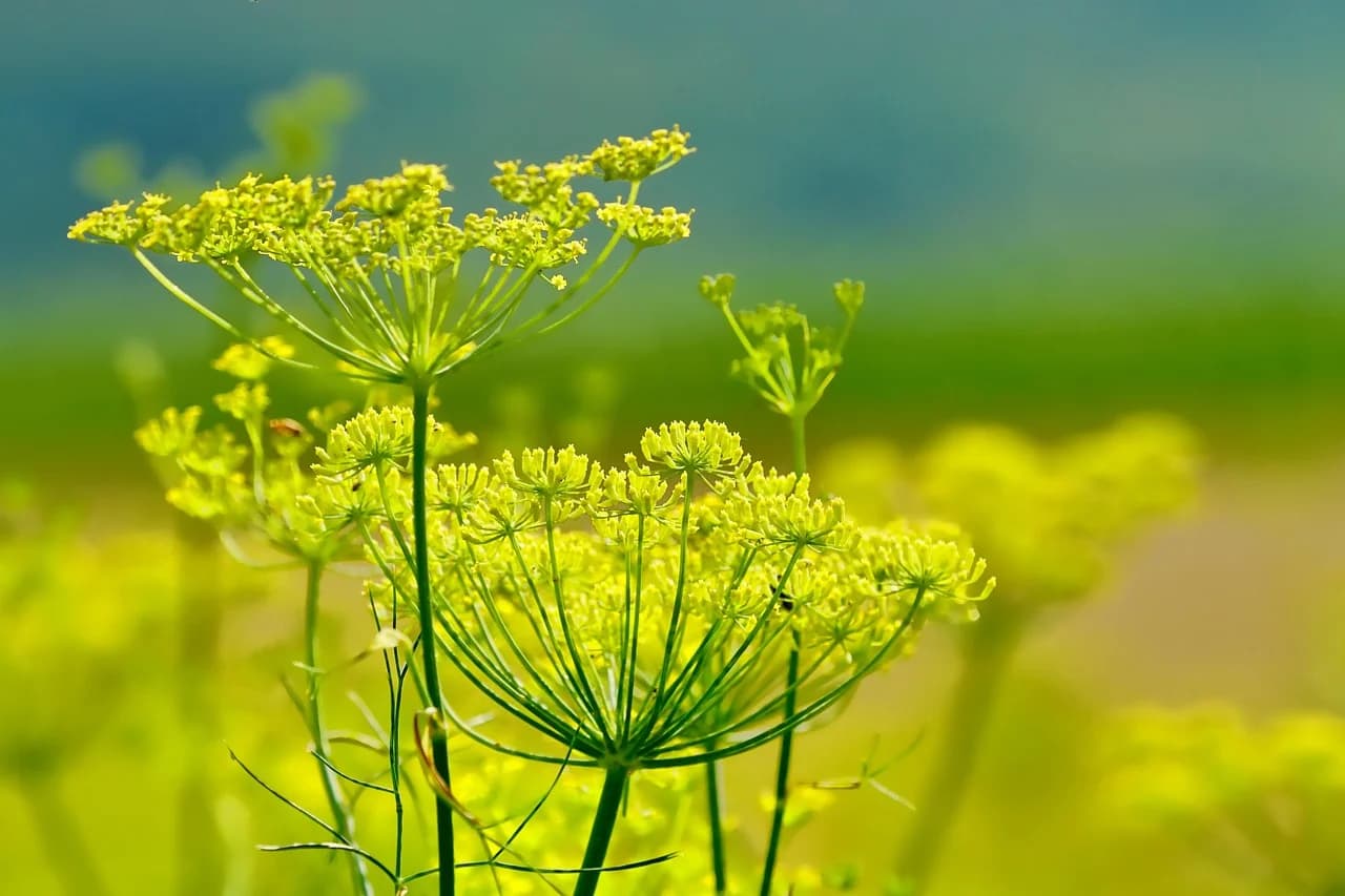 Fennel plants with yellow flower umbels growing in a sunlit field